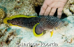 *New creature for me = Splendid Toadfish in Cozumel.     ... by Larissa Roorda 